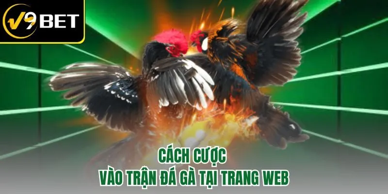 Cách cược vào trận đá gà tại trang web