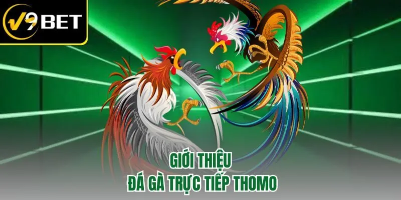 Giới thiệu đá gà trực tiếp Thomo